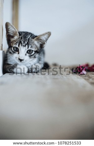 A little cat is sitting looking at you on a wooden floor and a white background.
