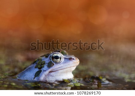 Moor frog (Rana arvalis) in blue mating with a blurring of the setting sun in the background