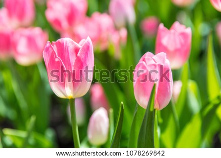 Pink flower tulip lit by sunlight,bright colorful photo background