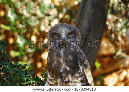 owl-picture, owl sitting on a branch