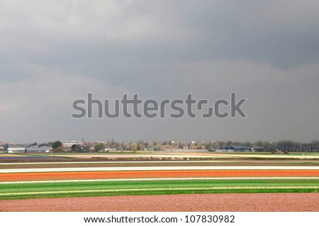  Fields of tulips and hyacinths in the Netherlands.