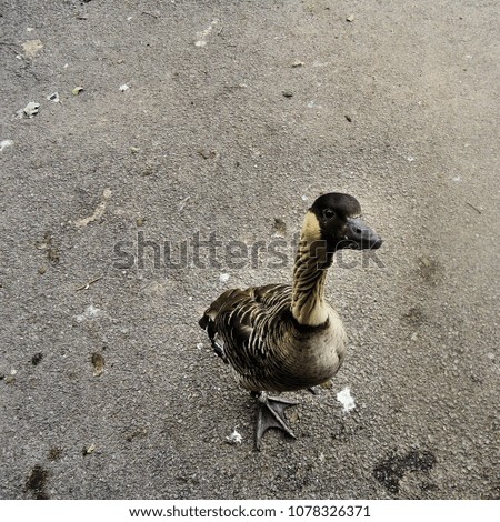 A picture of a Hawaiian goose