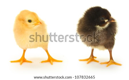 black and yellow little chickens isolated on the white