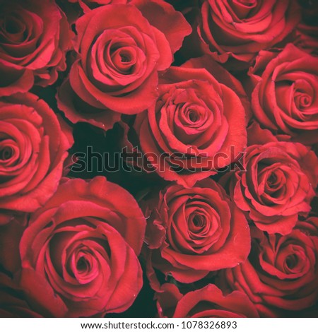 Red roses. Floristics. Background of red roses.