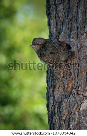 Eurasian Wryneck, Jynx torquilla is just leaving its nest in the nice green background, during their nesting season, golden light picture, Czech Republic
