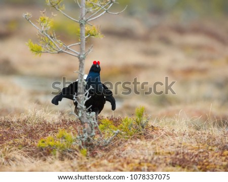 The Black Grouse, Lyrurus tetrix is showing off during their lekking season. They are in the typical moss habitat, Sweden 
