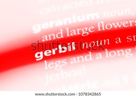 gerbil word in a dictionary. gerbil concept