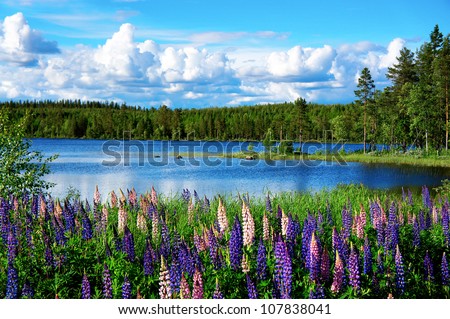 Beautiful Scandinavian summer landscape with lupines and lake Royalty-Free Stock Photo #107838041