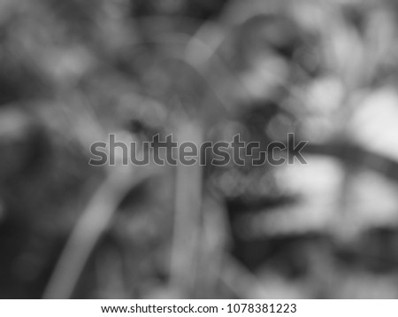 Natural blurred bokeh background, soft black grey tone, blurred banana tree leaves 