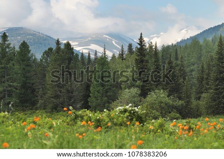 Siberian mountain taiga, flowers in the forest, Altai Royalty-Free Stock Photo #1078383206