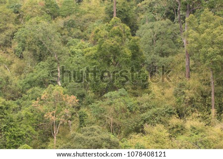 Green forest trees texture background. Nature landscape.