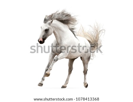 white andalsuian horse isolated on white background