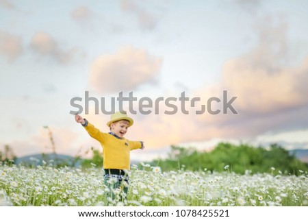 Little boy in the field of flowering chamomiles
