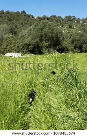 Photograph of some dogs walking through the countryside of Menorca, Spain.