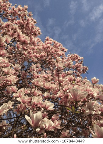 Pink magnolia flowers photo with copy space for your text