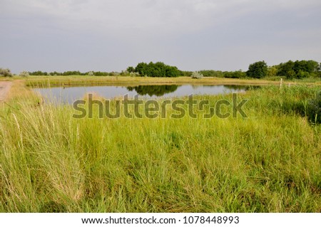 steppe lake, lake among the steppes, Kinburn spit, Mykolaiv region, Ukraine, nature reserve