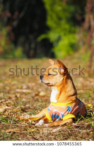 Portrait picture of A cute Chihuahua dog wearing colourful shirt lying on dry grass lawn sunbathing during the day with blurred countryside natural background