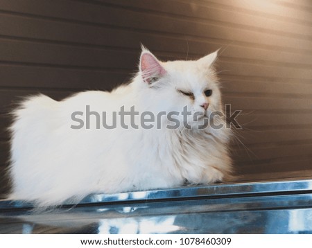 White cat sitting in cafe