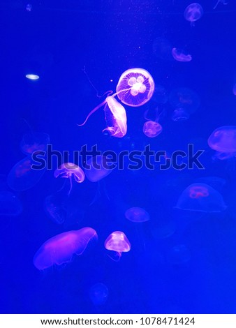 a group of colorful jellyfish