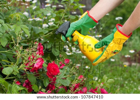 Spraying roses in a garden Royalty-Free Stock Photo #107847410