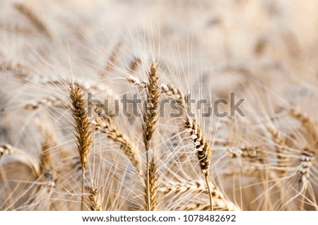 The harvest season of wheat crops 