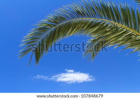 palm tree leaves over blue sky