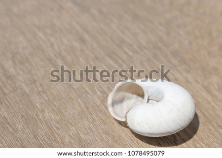 Dry snail shell