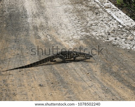 Monitor lizard crossing the road.		