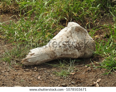Animal bone lying on the ground.