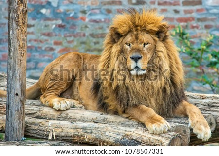 A lion in captivity Royalty-Free Stock Photo #1078507331