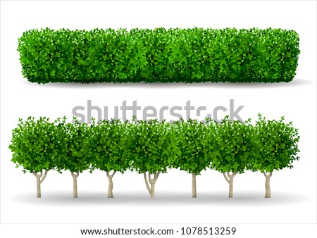 Bush in the form of a green hedge. Ornamental plant. The garden or the Park. Set of fences. Vector graphics Royalty-Free Stock Photo #1078513259