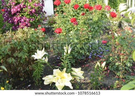 Beautiful lilies and roses in the garden on a flower bed, rustic landscape