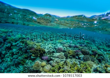 Blue water. View under water with a transition to the surface of the sea.