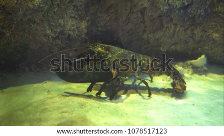 homarus Americanus in the aquarium. Homarus Americanus Royalty-Free Stock Photo #1078517123