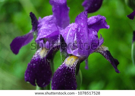 Beautiful photo of 2 purple flower