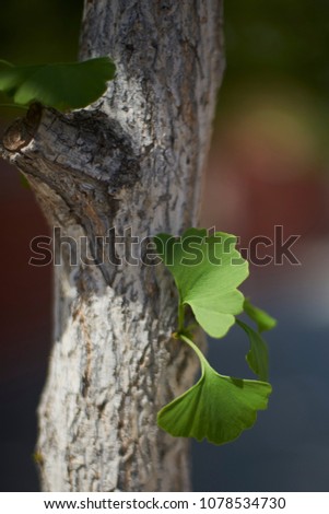 small green plant in tree