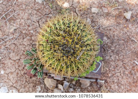 cactus Green desert in garden