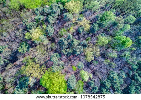 Aerial view of trees in the Palatinate Forest. Rhineland-Palatinate State of Germany