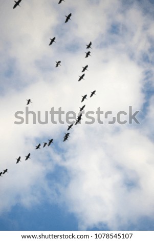 Group of Common crane  in the cloudy sky above