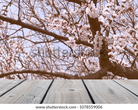 Selective focus image of empty top wooden table with beautiful cherry blossom flowers background - Empty ready for your product display or montage.