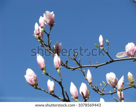 Magnolia branch with pink flowers ready to blossom