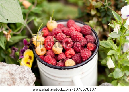 Ripe berries of yellow and red raspberries in a rustic cup