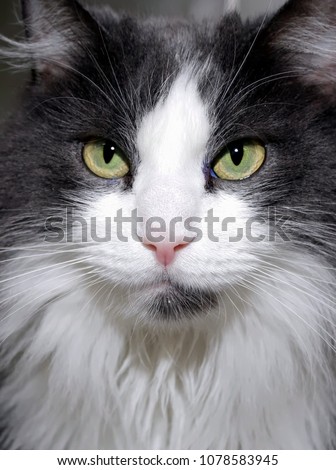 FLUFFY BLACK AND WHITE CAT