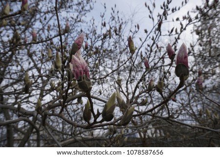 Magnolia shrub Pink flowers about to blossom