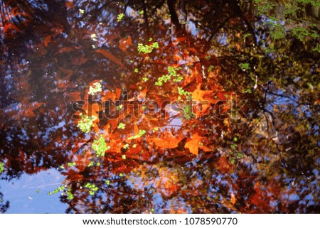 Clear pond water with sunken autumn leaves in it
