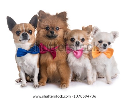 Pomeranian Dog Short Hair On White Background Images And Stock