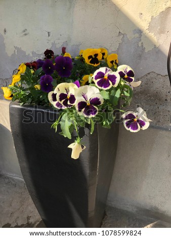 Pansy flowers on black vase