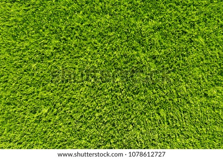 texture of yellowed mown grass. 