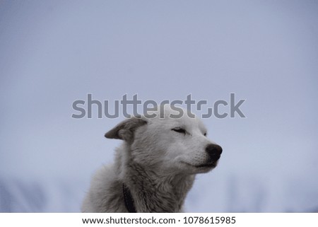 Husky Dog in Svalbard Norway