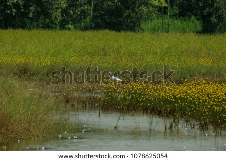 White Bird or Egret Bird Alone in  Beautiful Nature landscape yellow flower fields grass(Xyris indica fields) with blurred background. selection focus,Countryside Udon thani,Thailand.